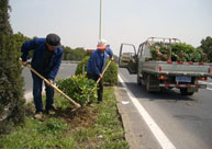 道路綠化養護